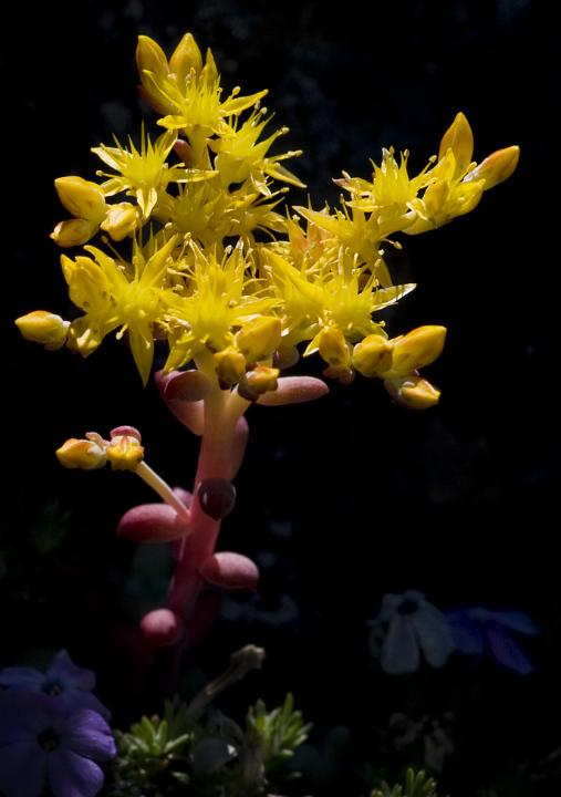 Sedum 3450.jpg